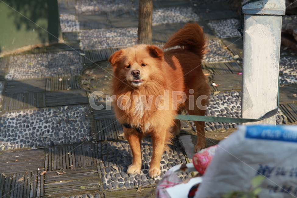 dog,동물,포유류,개,애완동물,pet,animal,동물,animal,포유류,mammal,개,강아지,dog,doggy