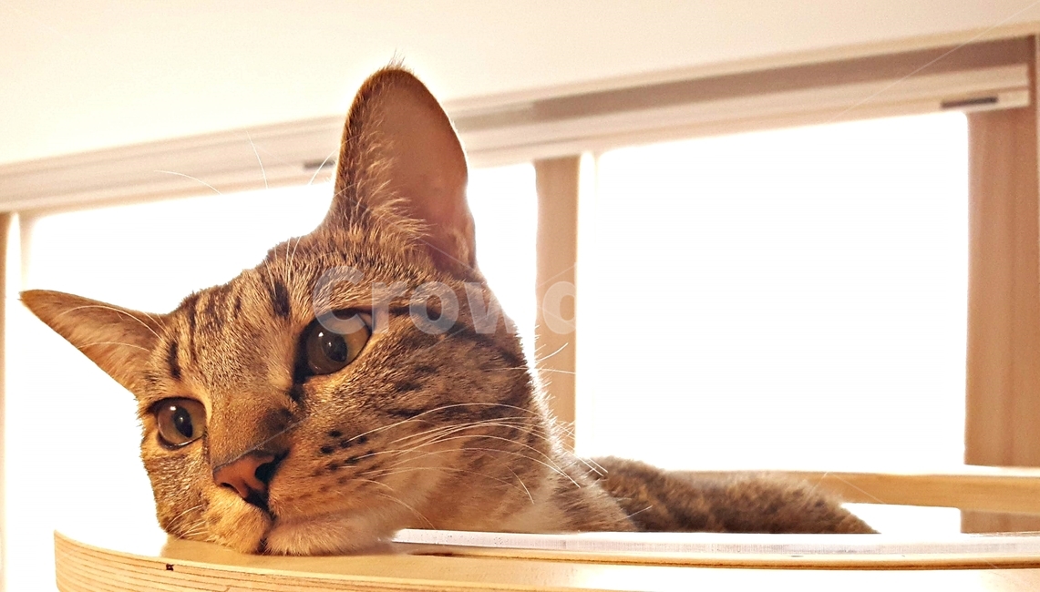 고양이,길냥이,냥이,코숏,고등어태비,구조냥,코리안숏헤어,동물,애완동물,반려동물,반려묘,미묘,예쁜,귀여운,냐옹이,얼굴,눈,머리,갸우뚱,깜찍한,사랑스러운,cat,face,cute,eyes,happy,animal,pet,head,feline,beautiful,nature,young,kitten,studio,pretty,one,looking,lovely,mammal,adorable,fluffy,fur,shorthair,curious,whisker,tabby,domestic,beauty,cats,동물,animal,포유류,mammal,고양이,cat,kitten,kitty