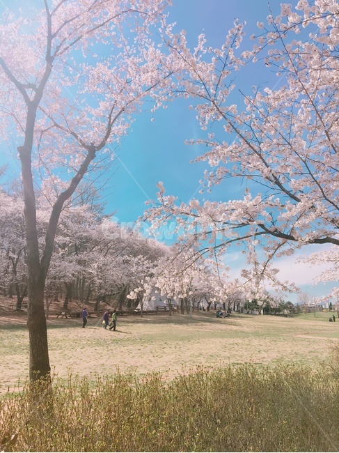 봄,벚꽃,하늘,spring,sakura,cherryblossoms,sky,파란하늘,bluesky,어린이대공원,children’spark,봄,계절,spring,season,plant,식물