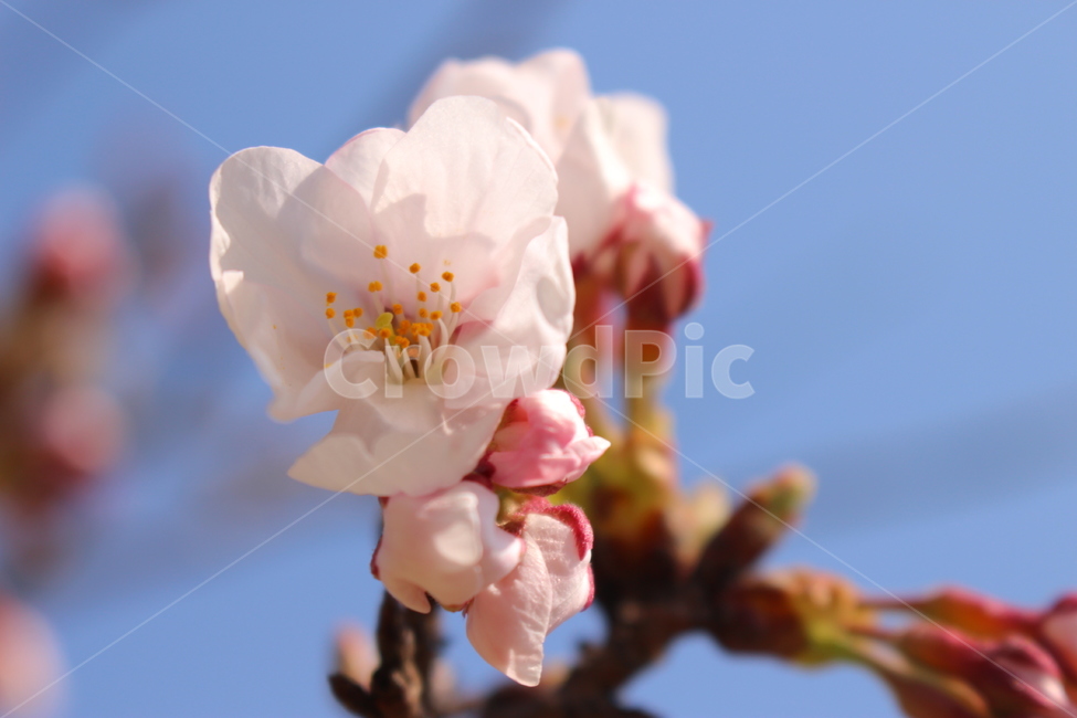plant,식물,꽃,나무,flower,blossom,벚꽃,꽃나무,하늘,봄,자연,봄꽃,spring