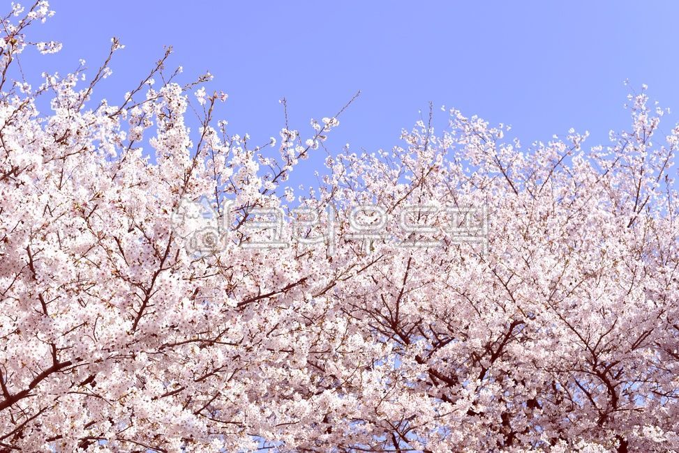 spring,love,blue sky,moon,Cherry Blossom,spring outing,Cherry Blossom Ending,spring sky,daytime moon