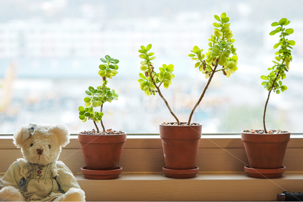 장미허브,화분,인형,베란다,식물,식물,자연,plants,nature,실내용화초,화분,화초,house plant