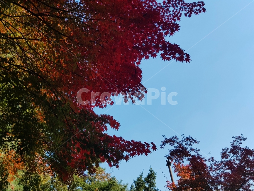 덕수궁,단풍,처마,가을,파란하늘,단풍놀이,가을,계절,fall,autumn,season,leaf,잎,plant,식물,tree,나무,maple