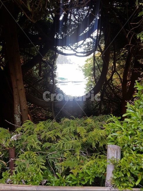 tree,나무,빛,자연,nature,light,식물,자연,plants,nature