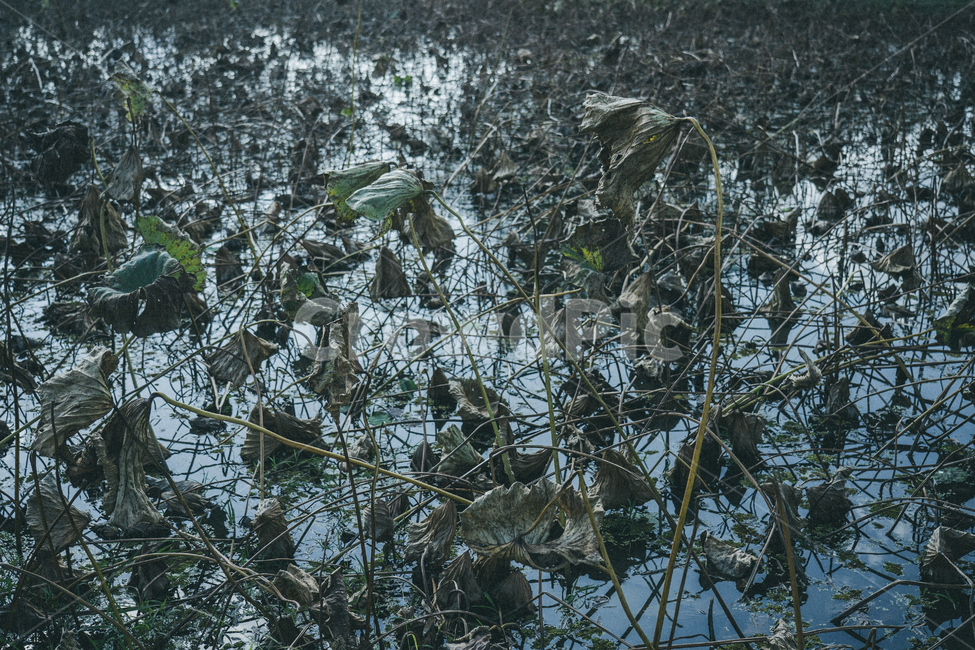 연꽃,연못,자연,nature,lotus,자연,풍경,nature,landscape,식물,plants