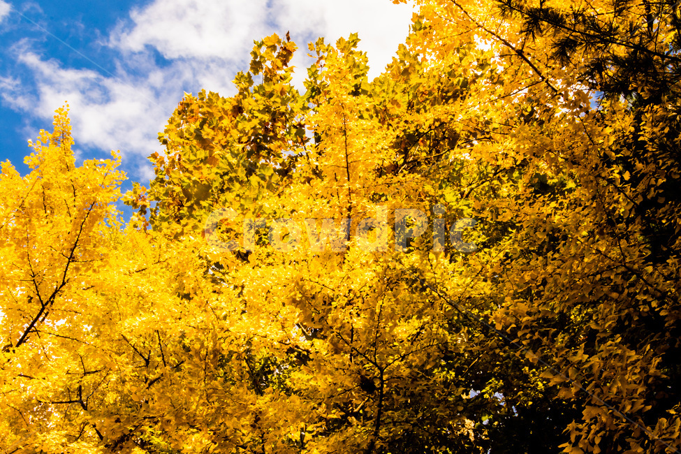 은행,은행잎,은행나무,은행나무잎,은행숲,은행나무숲,가을,계절,fall,autumn,season,자연,풍경,nature,landscape,maple,단풍,tree,나무,plant,식물,leaf,잎