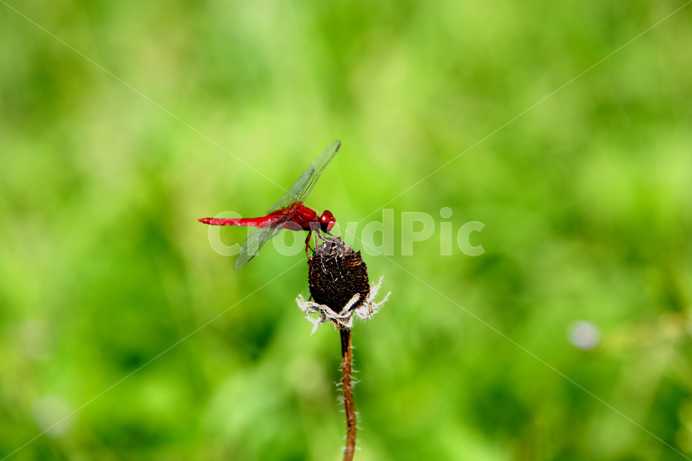 잠자리,곤충,고추잠자리,자연,동물,동물,animal,곤충,벌레,insect,bug