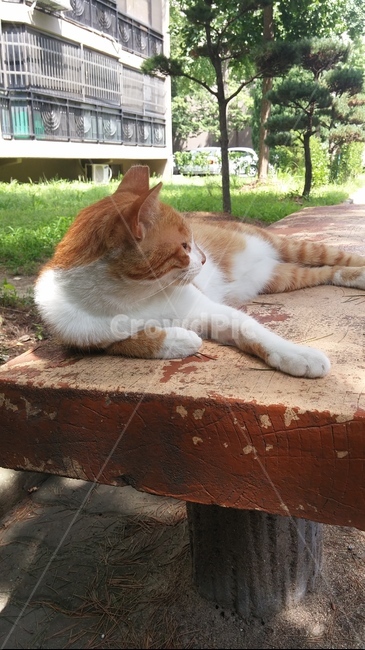 고양이,길고양이,길냥이,밴치,낮잠,여유,animal,풍경,감성,감성사진,배경,배경화면,고양이옆모습,휴식,동물,pet,포유류,cat,streetcat,동물,animal,고양이,cat,kitten,kitty