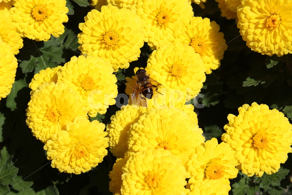 국화꽃,꽃,노란색,벌,꿀벌,노란색꽃,bee,chrysanthemum,flower,yellow,yellowflower,autumn,fall,식물,자연,plants,nature,꽃,flower