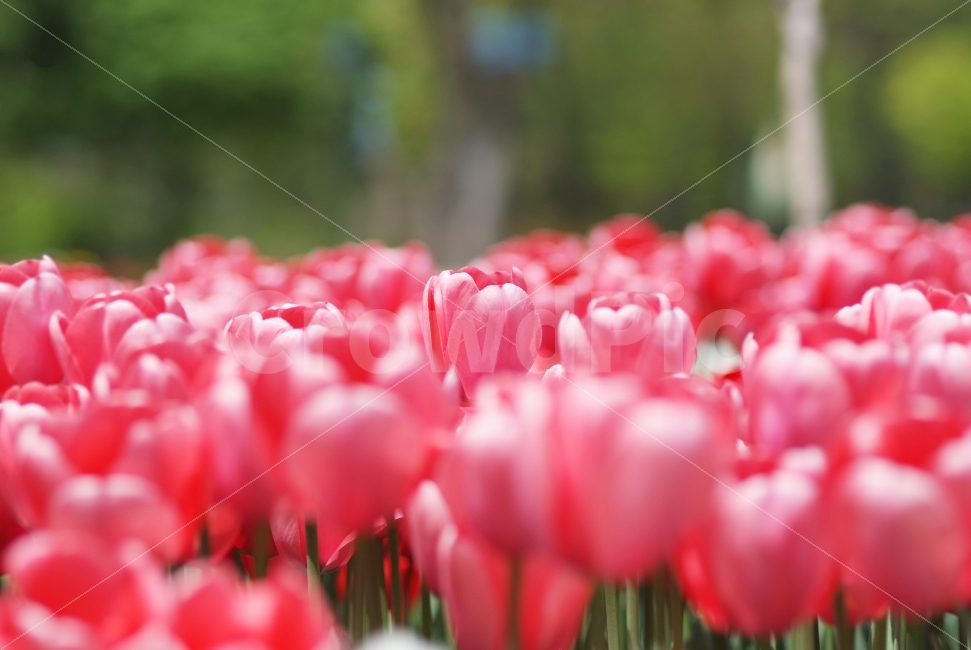 봄,봄꽃,튤립,분홍튤립,꽃밭,tulip,spring,flowers,분홍,pink,봄,계절,spring,season,식물,자연,plants,nature,꽃,flower,감성,sensible,feeling,색깔,색상,색채,색감,color sense,color sensitivity,feeling of color,plant,blossom