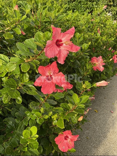plant,식물,flower,hibiscus,꽃,화원,정원,식물,자연,plants,nature,꽃,flower