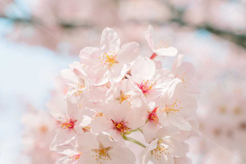 벚꽃,blossom,꽃,꽃길,봄,벚꽃나무,봄,계절,spring,season,식물,자연,plants,nature,꽃,flower