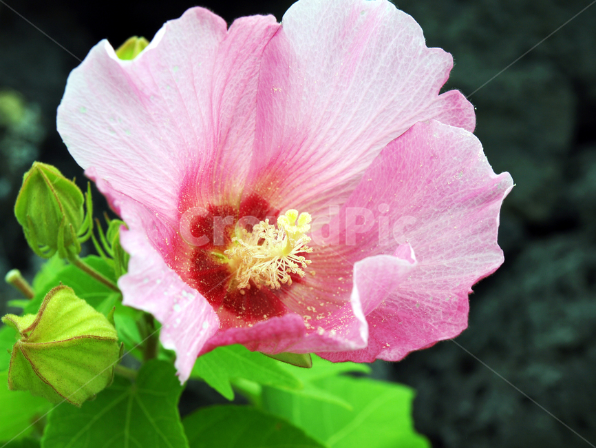 무궁화,꽃,한송이,분홍색,국화,낙엽관목,정원수,훈화초,식물,자연,plants,nature,꽃,flower