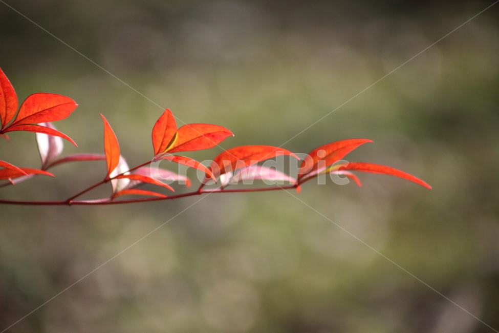 단풍,잎,식물,가을,redleaves,남천,nandina,가을,계절,fall,autumn,season,leaf,plant