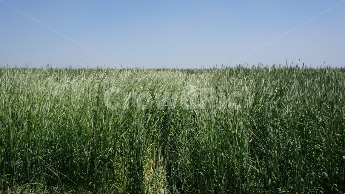 청보리밭,보리밭,목초지,흔들림,가을하늘,grass,잔디,plant,식물,감성사진,자연,풍경,nature,landscape