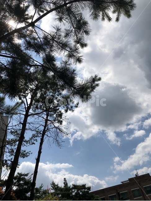 나무,하늘,햇살,식물,자연,plants,nature,cloud,구름