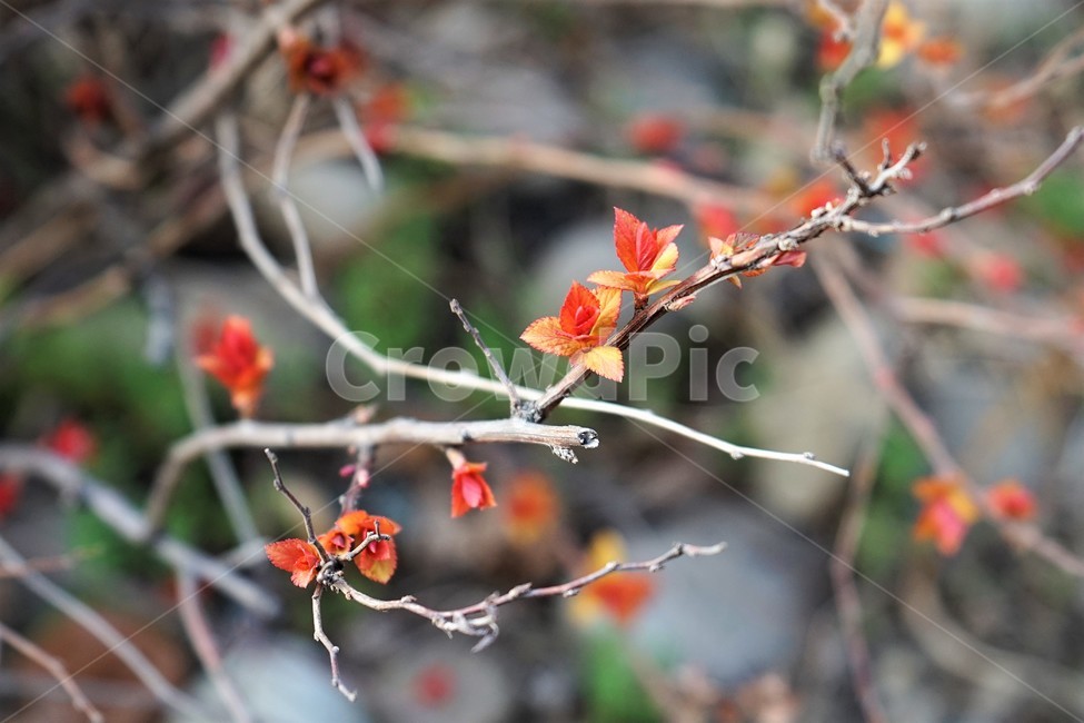 눈,싹,자연,식물,나무,붉은색,여린잎,식물,자연,plants,nature