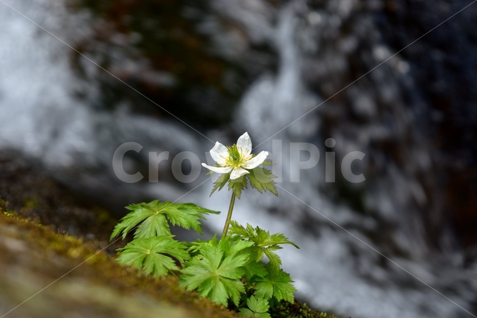 모데미풀,봄,야생화,꽃,청태산,강원도,봄꽃,고산야생화,감성,wildflower,산꽃,봄야생화,계곡,이끼,꽃말,슬픈추억,아쉬움,MegaleranthissaniculifoliaOhwi,금매화아재비,운봉금매화,식물,자연,식생,생태,식물,자연,plants,nature,꽃,flower