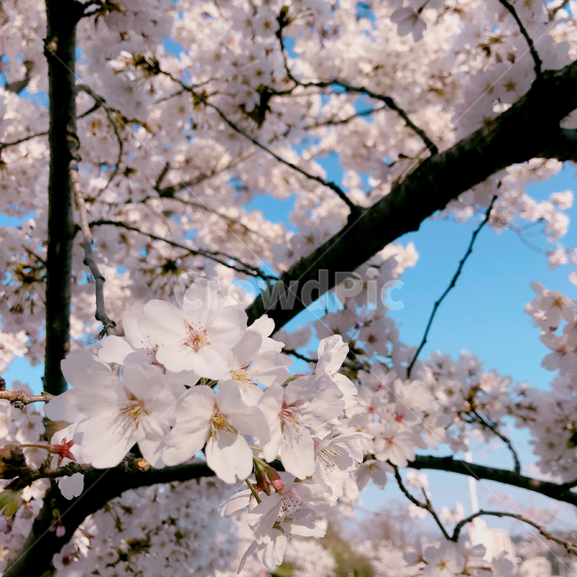 벚꽃,벚꽃축제,봄,cherryblossom,개화