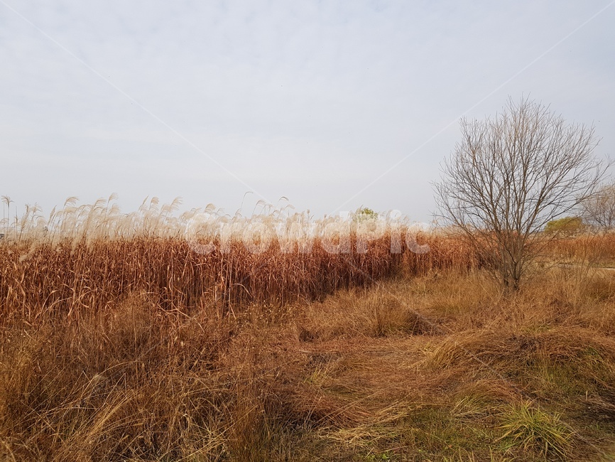 향남황구지천,억새,nature,자연,들,식물,자연,plants,nature