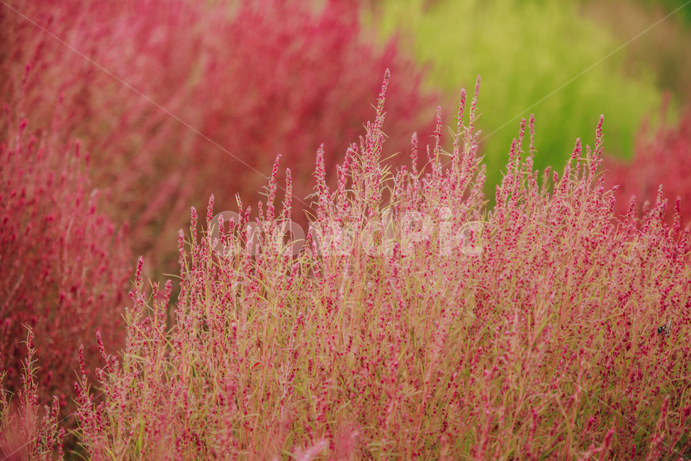 가을,식물,자연,분홍,댑싸리,코키아,가을,계절,fall,autumn,season,식물,자연,plants,nature,grass,잔디,plant
