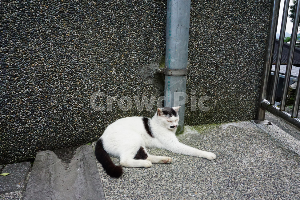 고양이,바닥,낮잠,cat,애완동물,동물,pet