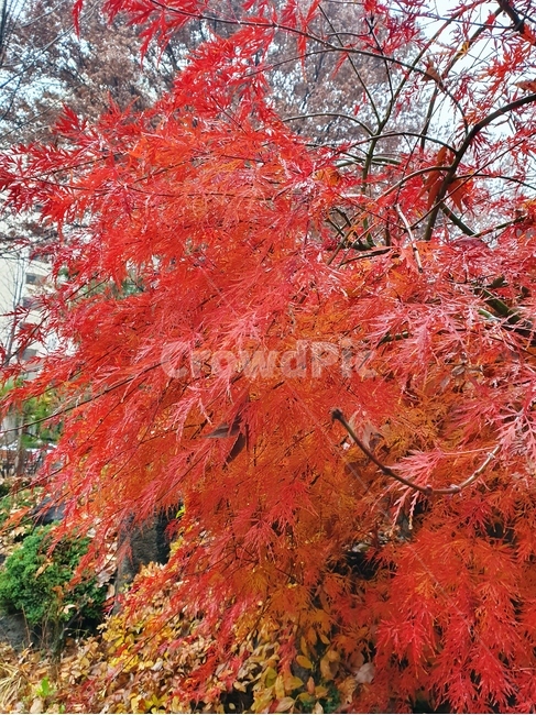 단풍,maple,식물,plant,tree,나무,leaf,잎,가을,가을,계절,fall,autumn,season