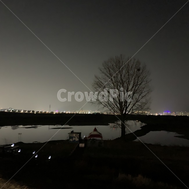 nature,자연,outdoors,나무,밤,그림자,조명,야경,밤,풍경,nightscape,night,landscape,옥외