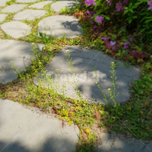 자연,들풀,들꽃,돌길,풀,풀잎,돌,꽃,잡초,햇살,그림자,오후,감성,낮,nature,flower,stone,shadow,plant,afternoon
