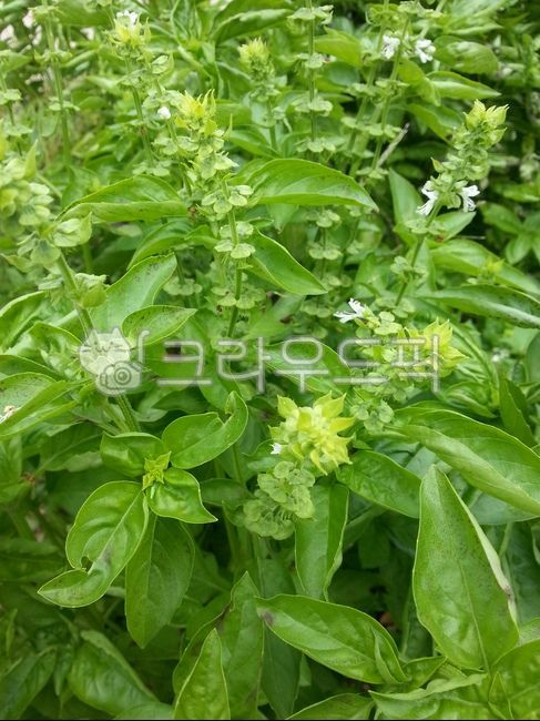 plant, 식물, herbs, 허브, leaf, 사진,이미지,일러스트,캘리그라피 - Nlibesujin작가