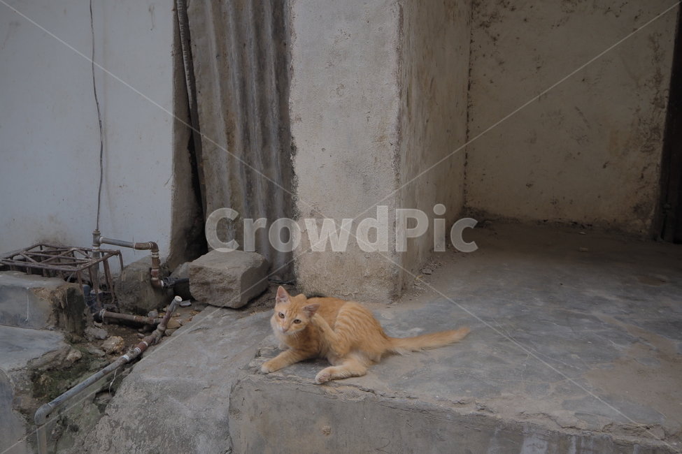 길고양이,고양이,acat,갈색고양이,길냥이,동물,animal,포유류,mammal,고양이,cat,kitten,kitty