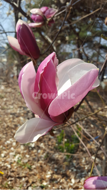 꽃,식물,근접,봄,flower