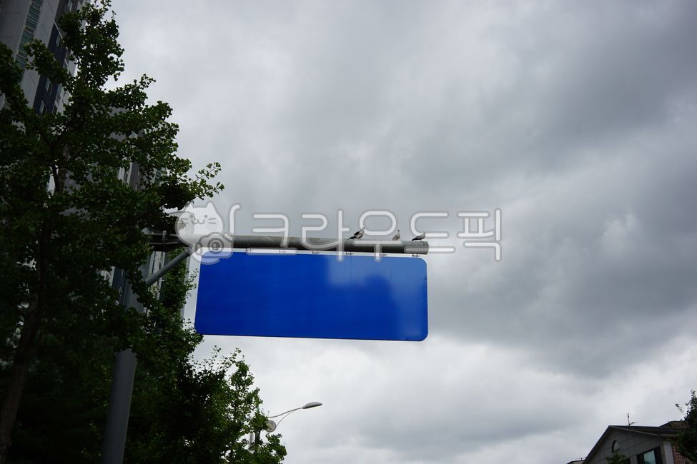비둘기,표지판,가로등,가로수,구름,흐린날,흐림,유해조류,조류,동물,새,도시