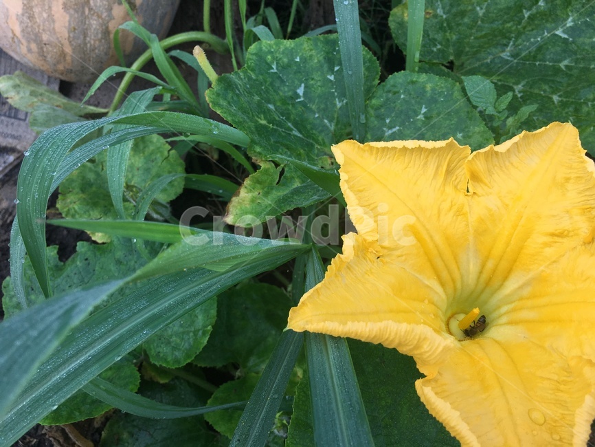 꽃,호박꽃,자연,식물,잎,벌레,노랑,벌,호박잎,잎사귀,leaf,pumpkinflower,flower,bee,stamen,수술,꽃술,nature,plant,야외