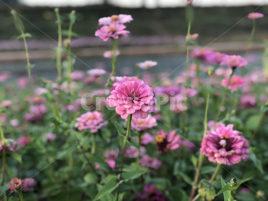 flower,꽃,plant,식물,dahlia,natural,식물,자연,plants,nature,꽃,flower