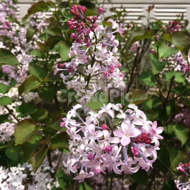 라일락,보라색꽃,꽃,아파트꽃,화단,봄,4월꽃,꽃나무,나무,식물,자연,plants,nature,꽃,flower