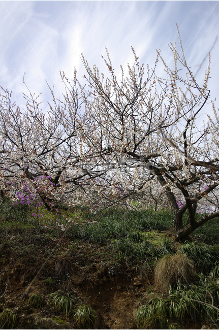 매화,나무,하늘,파란하늘,꽃봉오리,봄,봄날,봄풍경,봄꽃,감성,spring,flower,봄길,산책,봄나들이,식물,꽃,봄,계절,spring,season,식물,자연,plants,nature,나무,trees,wood,plant