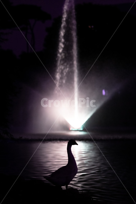 거위,오리,분수,야경,그림자,실루엣,기다림,멈춤,stop,쳐다보다,see,동물,animal,조류,새,birds,실루엣,그림자,silhouette,shadow