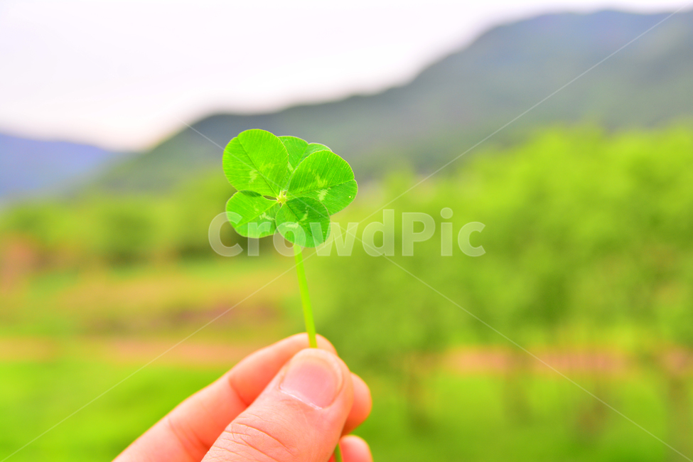 클로버,다섯잎클로버,토끼풀,연출,행운,clover,lucky,상징,무늬,돌연변이,식물,초본,손가락,접사,마크로,클로즈업,야외,5장,five,식물,자연,plants,nature