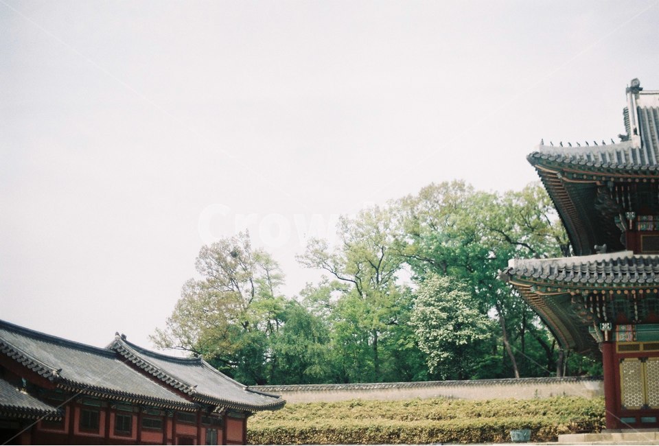 한옥,전통기와,기와집,한국전통,기와,창덕궁,한국전통,한국문화,korean traditional,korean culture,랜드마크,landmark,tourist attraction,한국랜드마크,한국관광지,한국명소,korea landmark,korea tourist attraction,건축물,건물외관,exterior,building,structure,architecture,construction