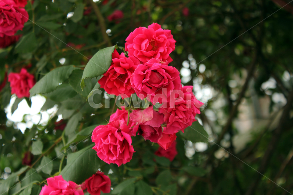 장미,자연,꽃,식물,붉은색,봄,식물,자연,plants,nature,꽃,flower