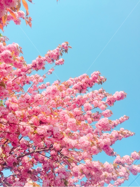 겹벚꽃,벚꽃,꽃,봄,식물,꽃나무,나무,하늘,자연,풍경,봄,계절,spring,season,plant,blossom,flower