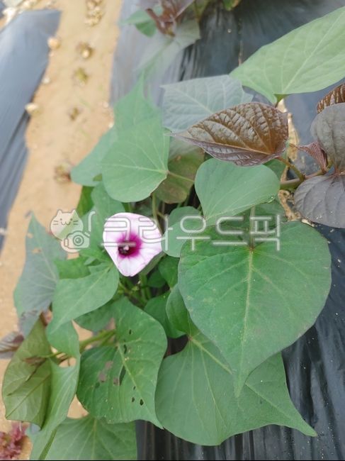 Honey sweet potato flower,sweet potato flower,Growing Sweet Potatoes,flower