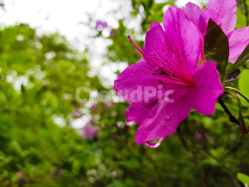꽃,봄,배경,봄꽃,tulip,flower,spring,landscape,background,비,rain