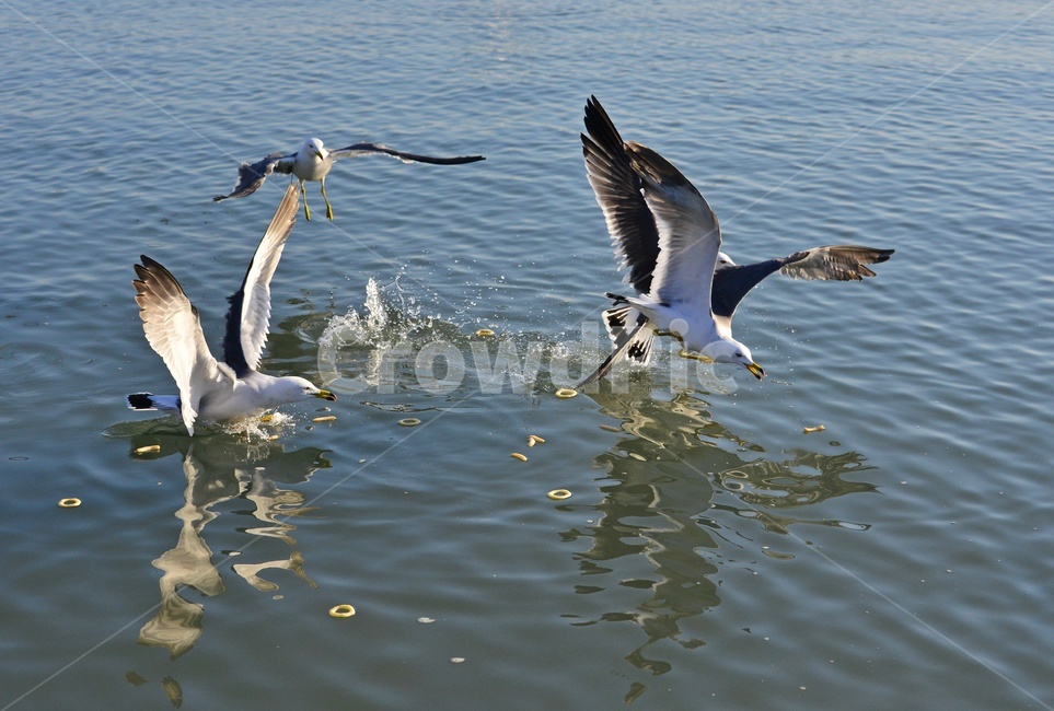 animal,동물,bird,새,water,물,outdoors,옥외,seagull,갈매기,flying,나는,새우깡,바다,조류,비행,동물,animal,조류,새,birds