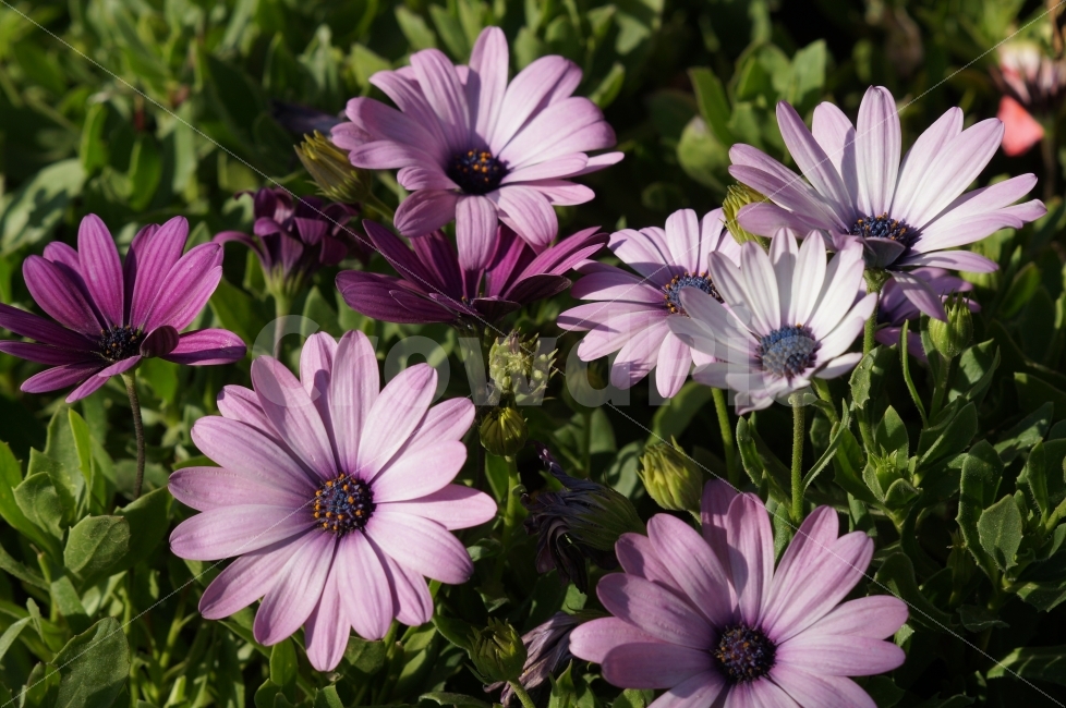 봄꽃,봄꽃축제,태화강,야생화,꽃사진,식물,자연,plants,nature,꽃,flower