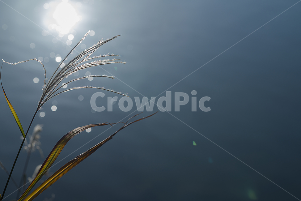 자연,가을,계절,갈대,풀,식물,생물,plant,옥외,플레어,flare,light,빛