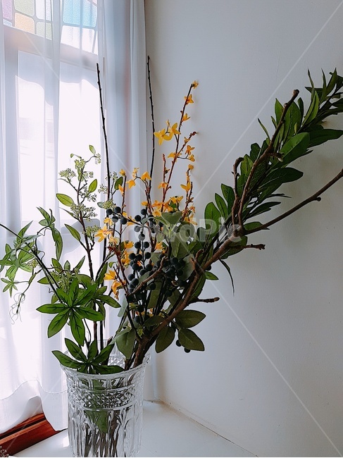봄,장식,꽃,가지,개나리,화분,실내용화초,화분,화초,house plant