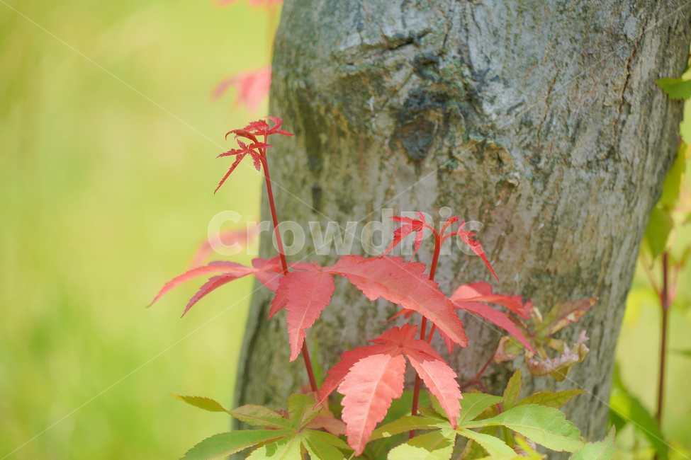 단풍,가을,자연,손,힐링,배경화면,신선함,안식처,hand,season,plants,nature,sensible,feeling,색깔,색상,색채,색감,colorsense,colorsensitivity,feelingofcolor,감성,평온함,느낌,휴식