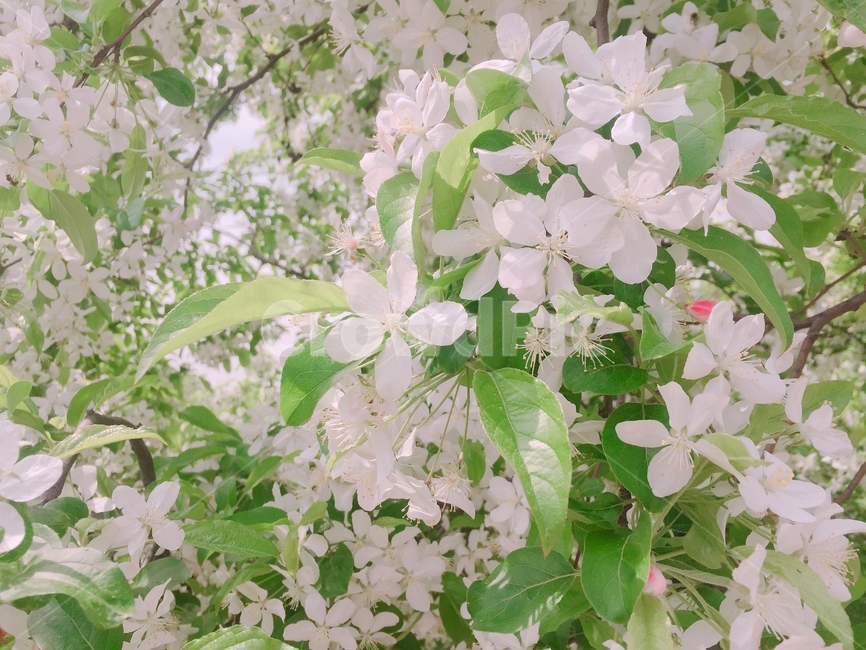 꽃,하얀꽃,봄,자연,꽃나무,식물,봄,계절,spring,season,식물,자연,plants,nature,꽃,flower,plant,blossom,geranium,제라늄
